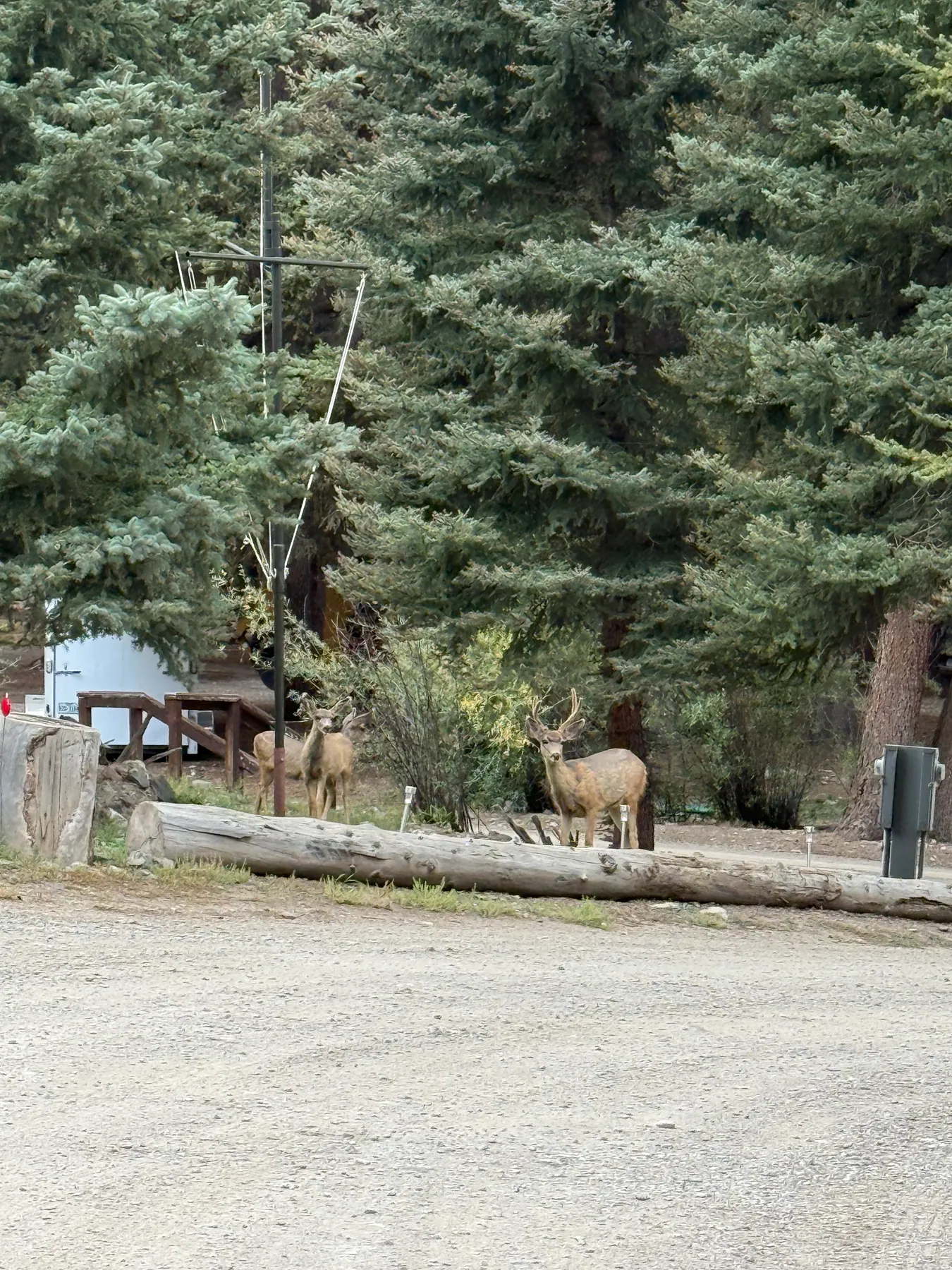 Deer in the Forest at Woodlake RV Park